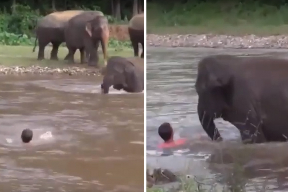 Слонче извади мъж от реката и очарова мрежата ВИДЕО
