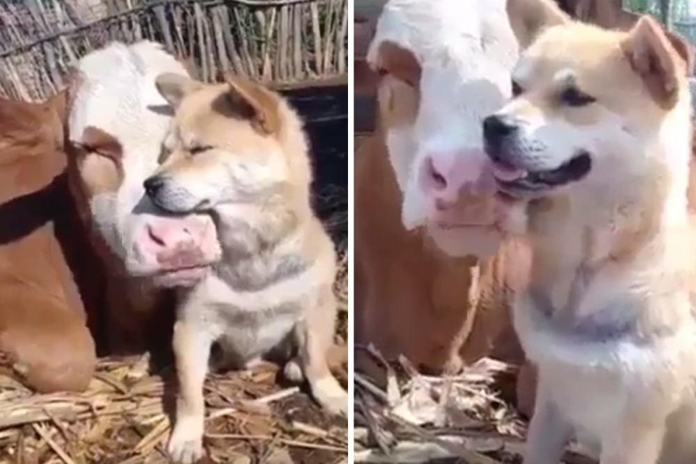 Трогателните прегръдки на куче и крава покориха интернет ВИДЕО