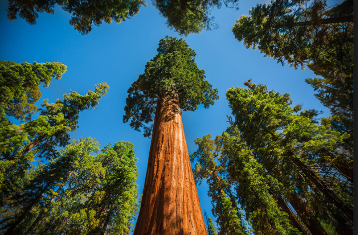 Най-високото дърво в света поразява с размерите си СНИМКИ