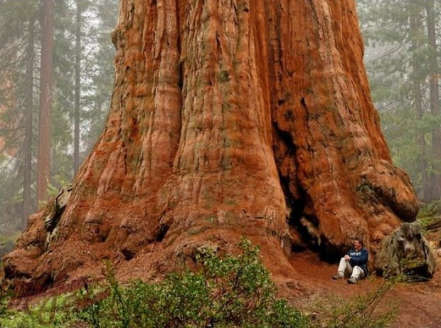 Най-високото дърво в света поразява с размерите си СНИМКИ