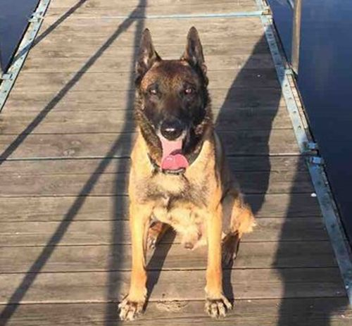 Скръбна вест: Почина най-прочутото полицейско куче в България СНИМКИ