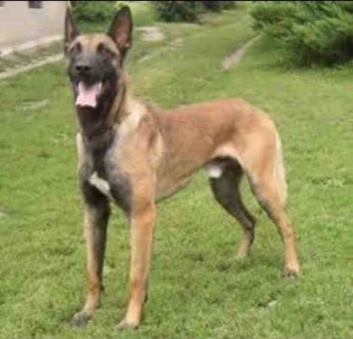 Скръбна вест: Почина най-прочутото полицейско куче в България СНИМКИ