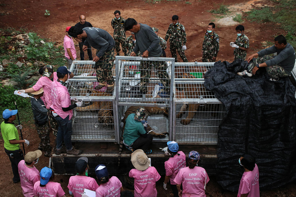 Ужасна смърт застигна 86 „спасени“ тигъра