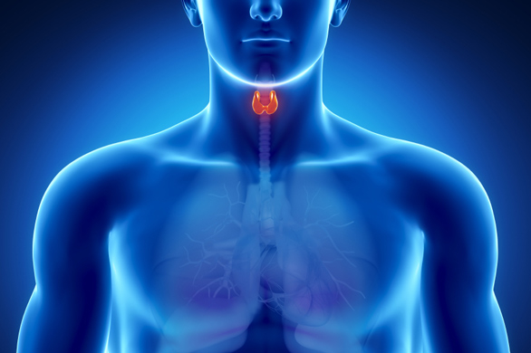 Експерт посочи симптомите на възли в щитовидната жлеза