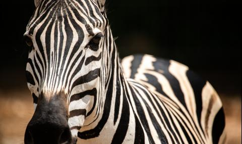Тотален шок: Уникална зебра на ТОЧКИ се роди в Кения СНИМКИ