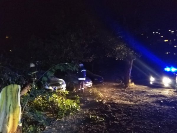 Дърво падна в София и стана страшно СНИМКИ