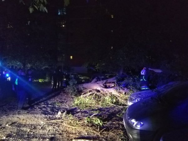 Дърво падна в София и стана страшно СНИМКИ