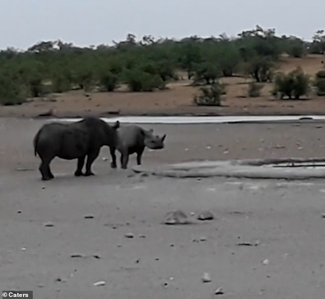ВИДЕО запечата битката между редки черни носорози