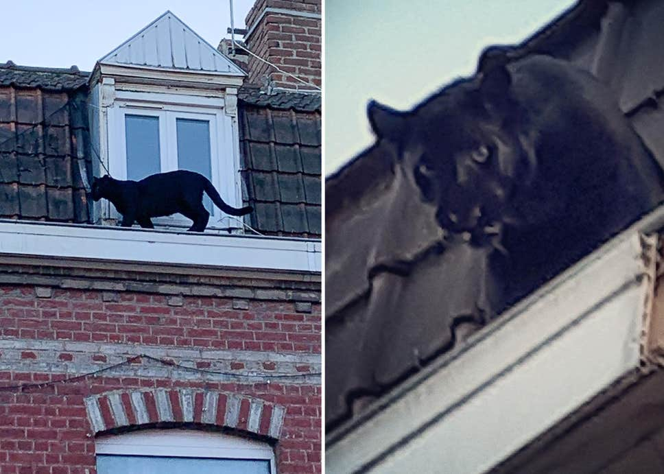 Черна пантера се разходи по покриви на къщи – хората онемяха от ужас ВИДЕО