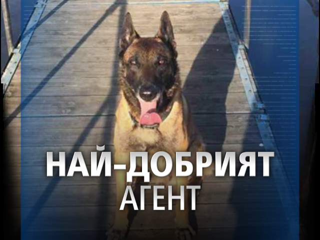 Невероятни истории от живота и службата на най-прочутото куче в България ВИДЕО