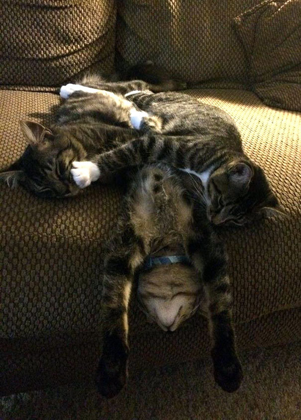 Забавни СНИМКИ на спящи котки удивиха мрежата 