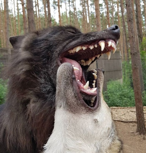 Кирил опитоми свирепи вълци и стана звезда в Instagram