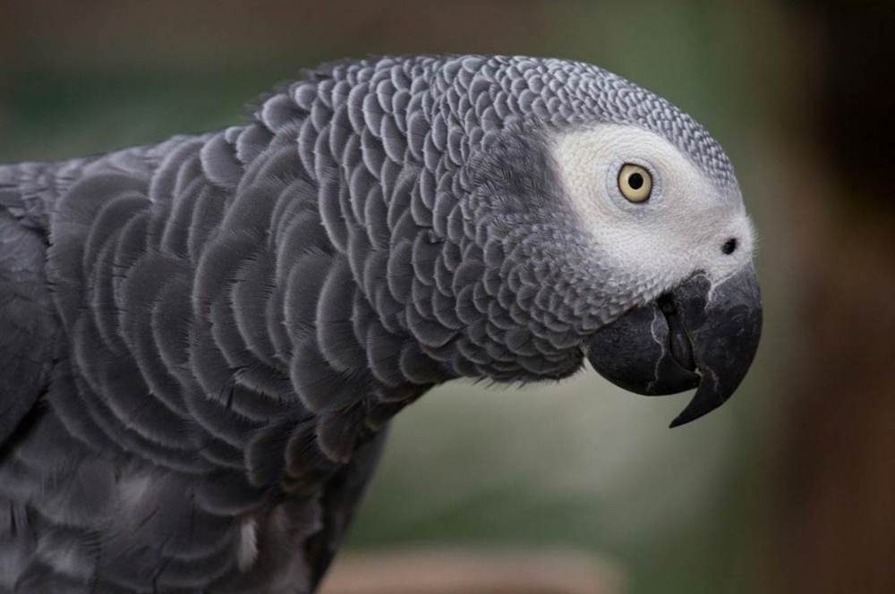 ВИДЕО с този говорящ папагал се превърна в истинска сензация