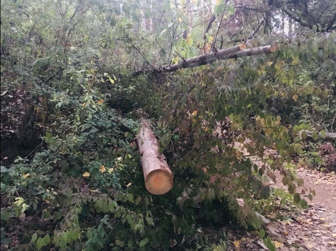 Скандал! Строят жилищен комплекс в гората край "Камбаните" в София СНИМКИ