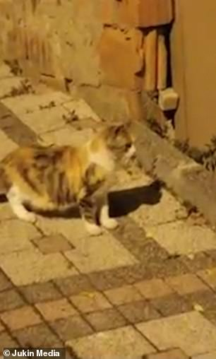 Котка нападна мишка, но получи неочакван отпор и... ВИДЕО