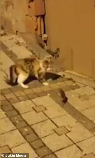 Котка нападна мишка, но получи неочакван отпор и... ВИДЕО