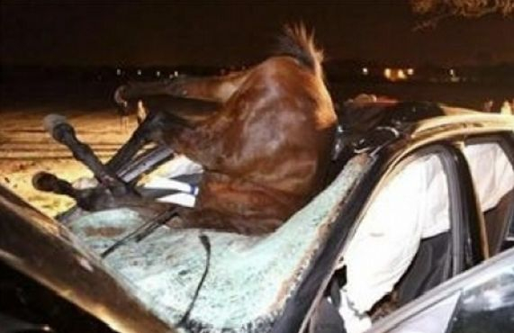 Шофьор на джип не видя два коня край Кочериново и стана страшно 