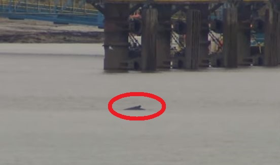 Огромно морско чудовище изплува в Темза до Лондон ВИДЕО