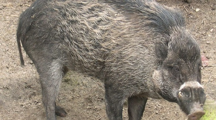 Шок: Френските свине започнаха да използват оръдия на труда, за да копаят ВИДЕО
