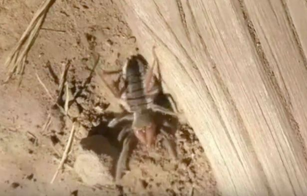 Странен паяк-скорпион заснет на ВИДЕО