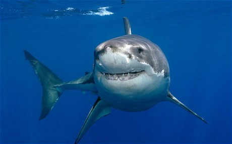 Уникално: Осемгодишно момче хвана 314-килограмова акула ВИДЕО