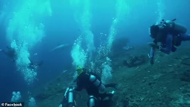 Вижте страховитата среща между дайвъри и акула човекоядец ВИДЕО