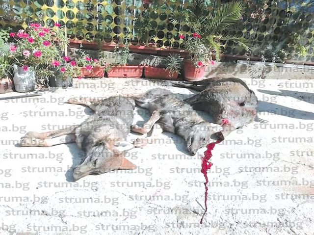 Авджиите от Сандански счупиха каръка със седем звяра СНИМКИ