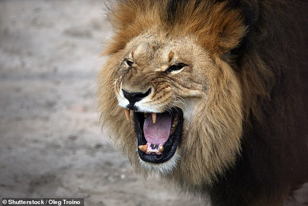 Алчен шеф насъска лъв срещу работник, поискал заплатата си