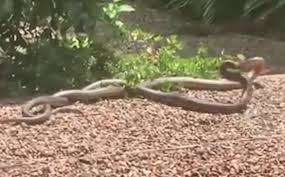 Вижте битката между две изключително отровни змии ВИДЕО