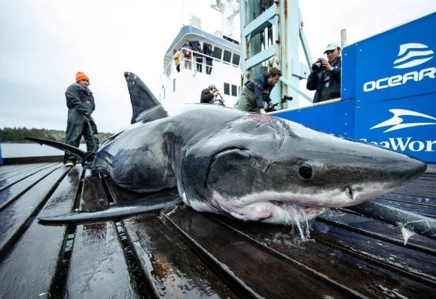 Мистерия с огромна бяла акула, наръфана от още по-страшно чудовище СНИМКИ