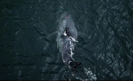 Мистерия с огромна бяла акула, наръфана от още по-страшно чудовище СНИМКИ