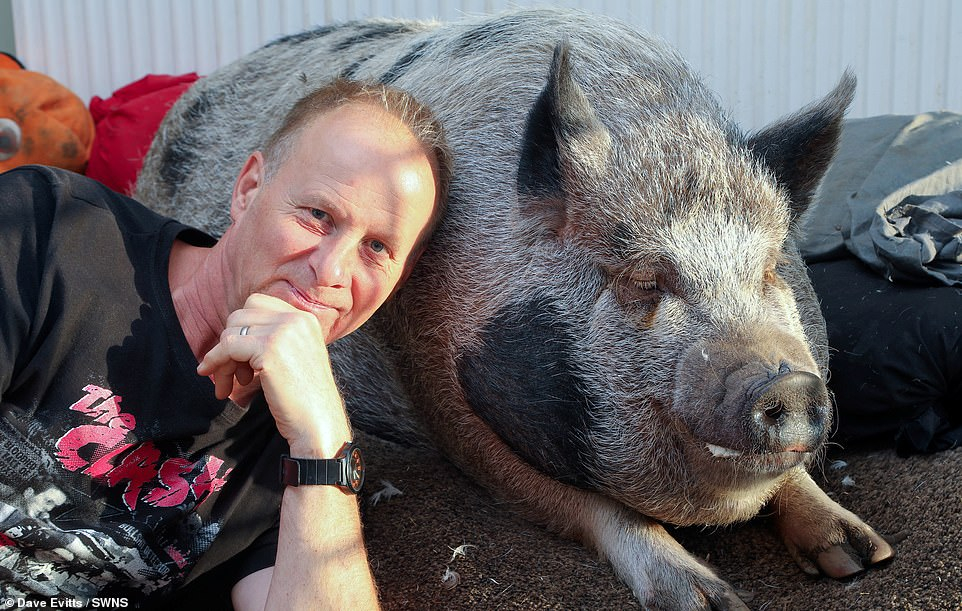 Мъж подари на жена си мини прасенце, но то се оказа обикновена свиня 