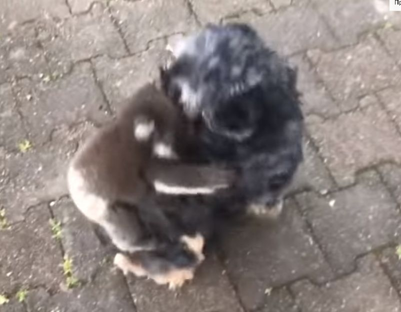 Малка коала прие куче за своя майка и трогна интернет ВИДЕО