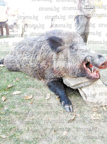 Авджии от Гърменско повалиха 245-килограмов звяр