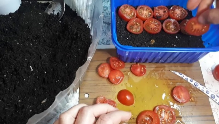 Необичаен начин за засаждане на домати още през есента