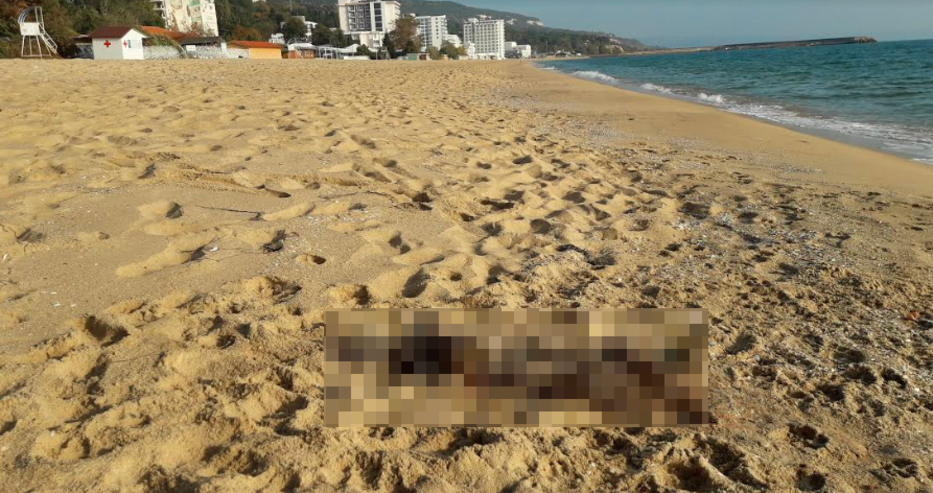 Откриха труп на много рядък хищник на плажа на Златни пясъци СНИМКИ