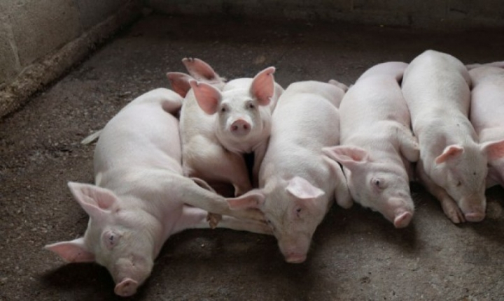Филипините губят по 20 милиона долара на месец от чумата по свинете