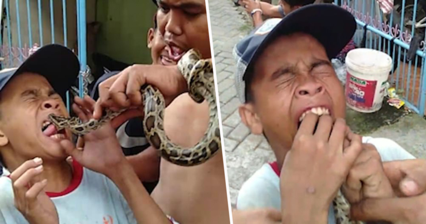 Момче се плези на змия, тя го хапе по устната ВИДЕО