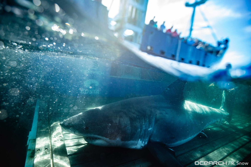 5-метрова женска акула, тежаща близо тон, шокира дори учените СНИМКИ