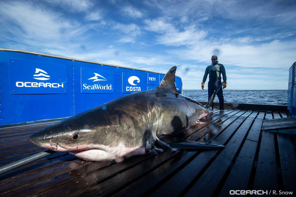 5-метрова женска акула, тежаща близо тон, шокира дори учените СНИМКИ