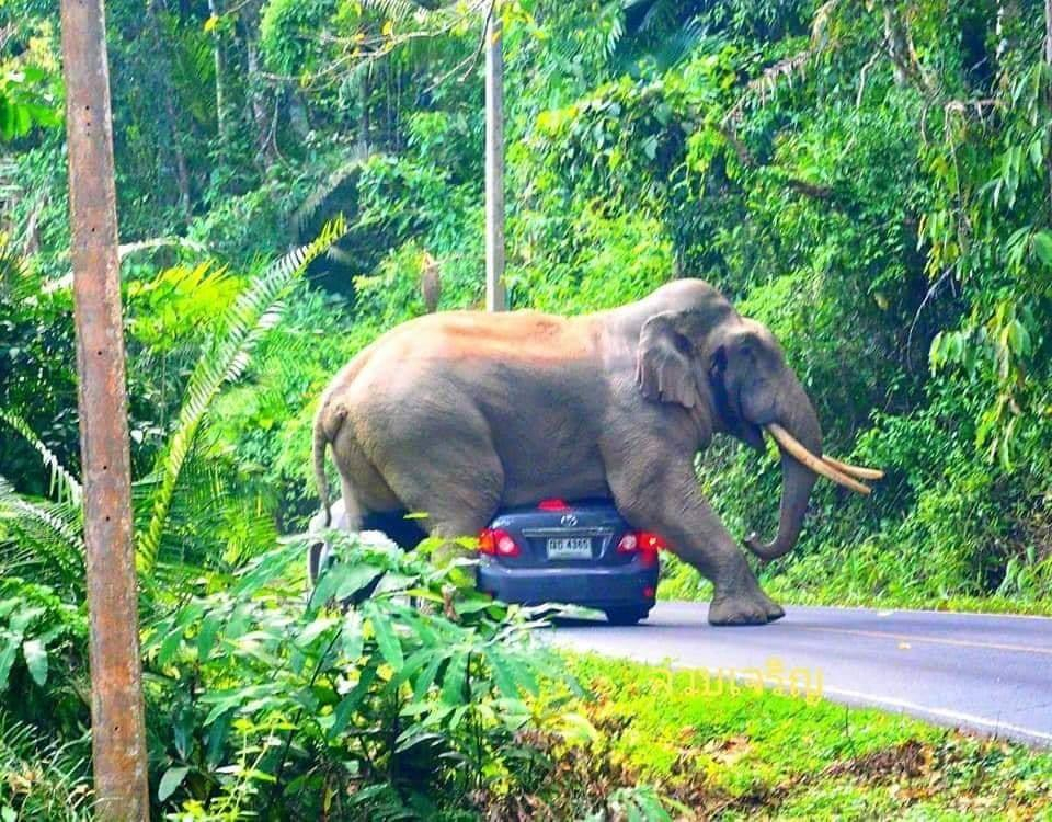 Уникален инцидент: Слон легна върху кола с туристи ВИДЕО