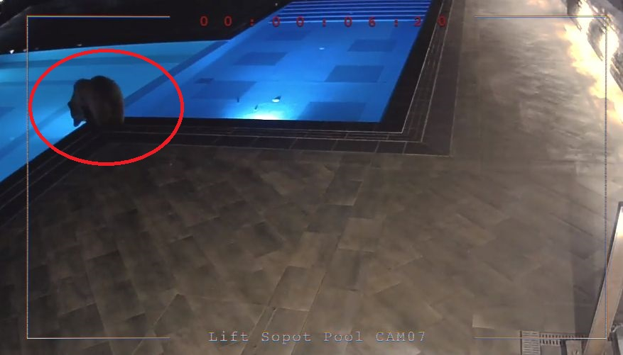 Шаш в Сопот: Мечка, която се къпе в басейна на хотел, побърка мрежата ВИДЕО