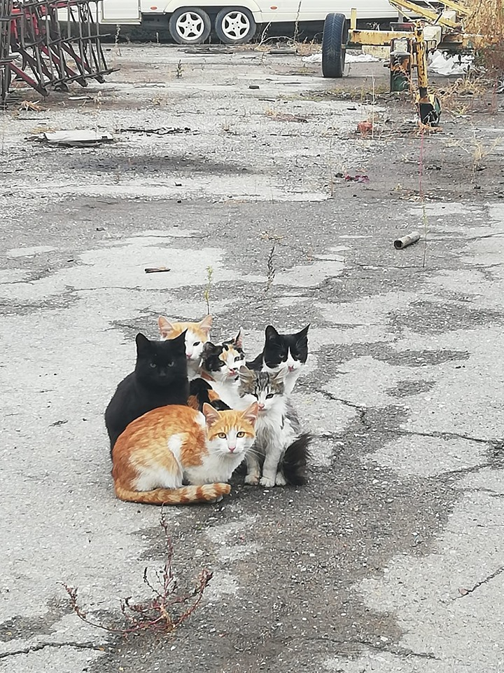 Уникални СНИМКИ на улични котки в София взривиха мрежата