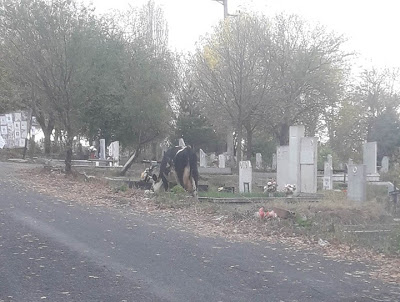 Грозна картина на гробищата в Кърджали само ден след Задушница СНИМКА