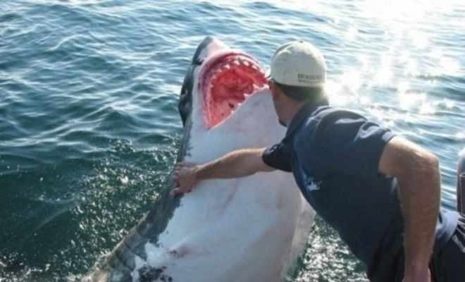 Чудо: Рибар спаси 6-метрова бяла акула и тя не спира да му благодари всеки ден ВИДЕО
