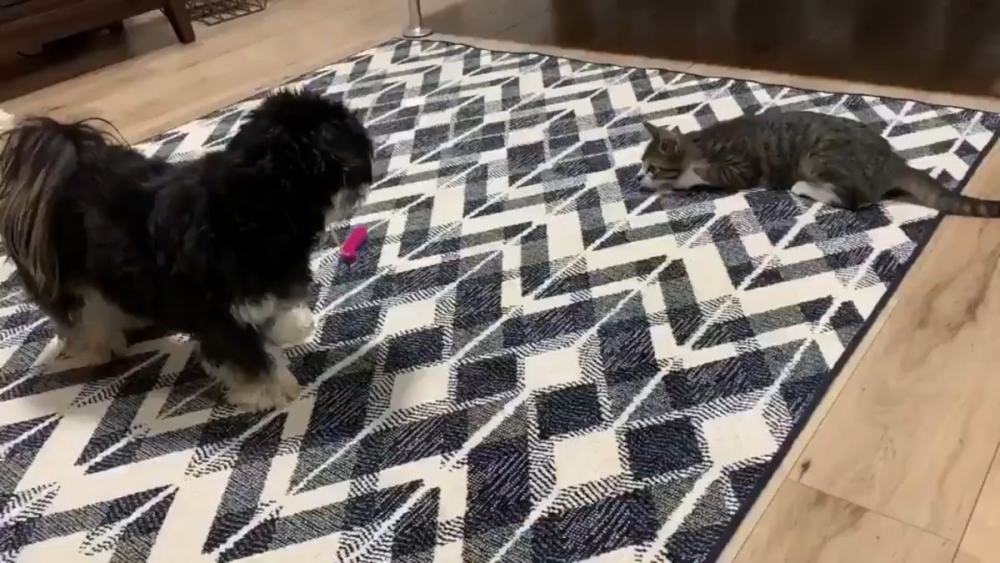 Куче и котка удивиха мрежата със своята игра ВИДЕО