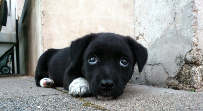 Ветеринар с последни новини за тормозеното от циганина Ангелин кученце  
