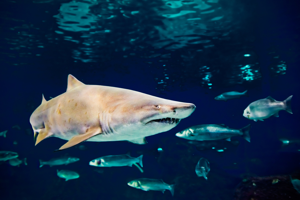 Най-опасната акула в света се появи изненадващо в двор на къща СНИМКА 