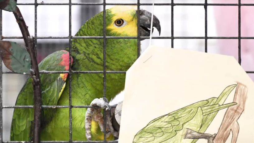 Училище спретна купон за 70-годишнината на папагал ВИДЕО