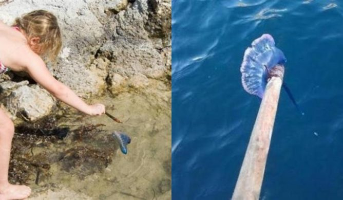 Момиченце намери на плажа "красив пакет", който за малко не й отне живота 